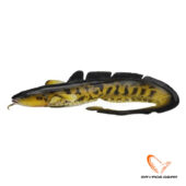 Savage Gear Burbot