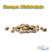 Canapa Secca