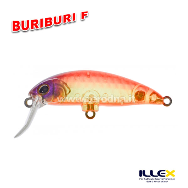 Illex BuriBuri