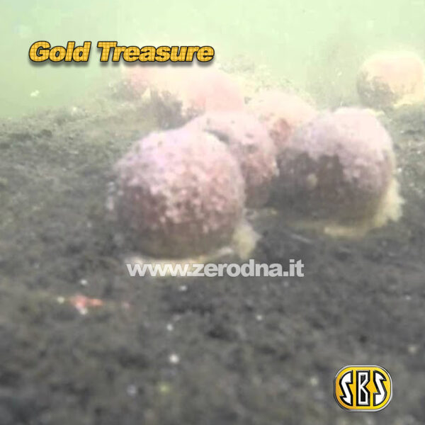 Sbs The Gold Treasure