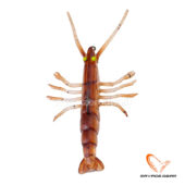 Savage Gear 3D Fly Shrimp
