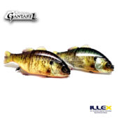 Illex Gantarell Jr
