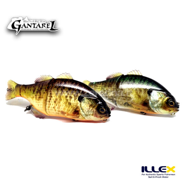 Illex Gantarell Jr