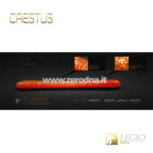 Legio Aurea Caestus